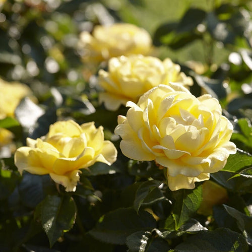 Yellow Standard Rose | 'Happy Golden Wedding' Shrubs