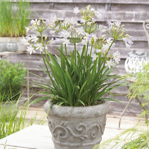 Agapanthus 'Silver Baby' Perennial Bedding