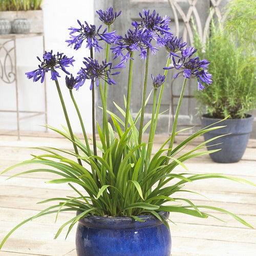 Agapanthus 'Star Quality' | 3L Perennial Bedding
