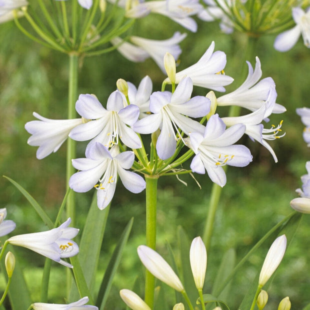 Agapanthus 'Silver Baby' Perennial Bedding