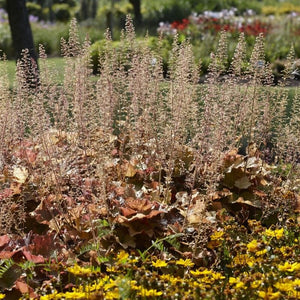 Heuchera 'Caramel' Perennial Bedding