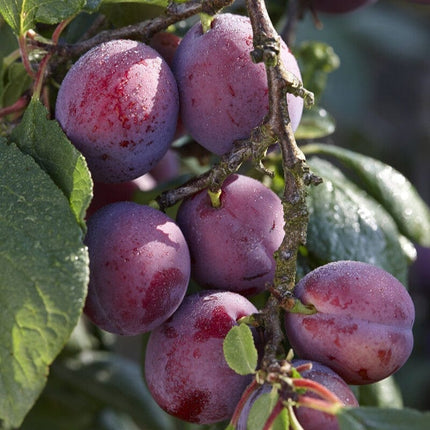 'Jubilee' Plum Tree Fruit Trees