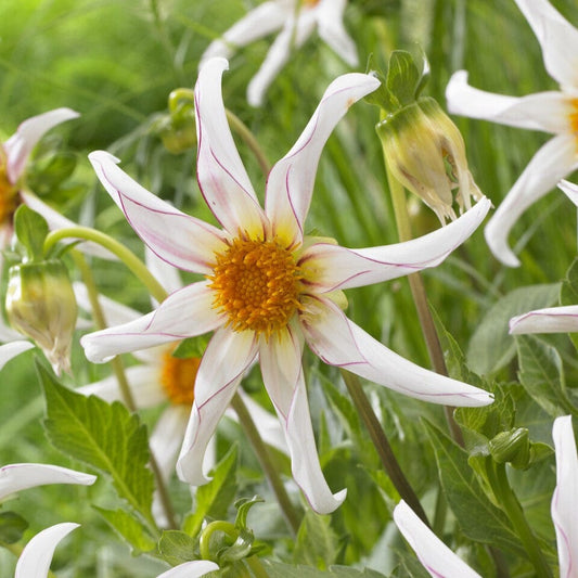 Dahlia 'Honka Fragile' Perennial Bedding