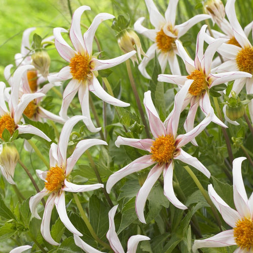 Dahlia 'Honka Fragile' Perennial Bedding