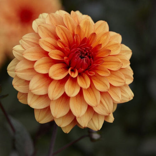 Dahlia 'David Howard' Perennial Bedding
