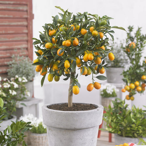 Grafted Patio Kumquat Tree Mediterranean Fruit Trees