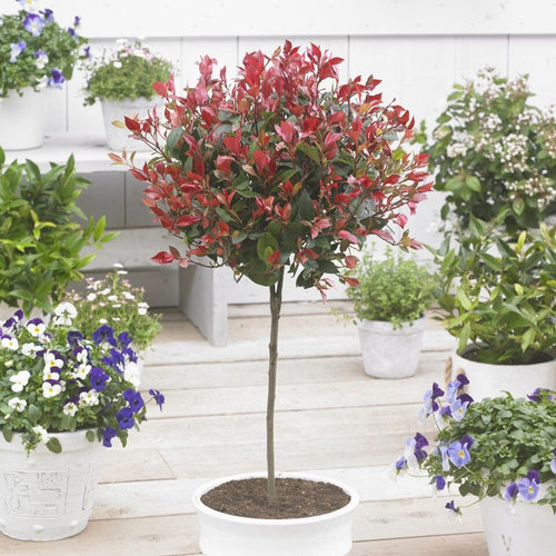 Patio Photinia Tree | Photinia 'Little Red Robin' Shrubs