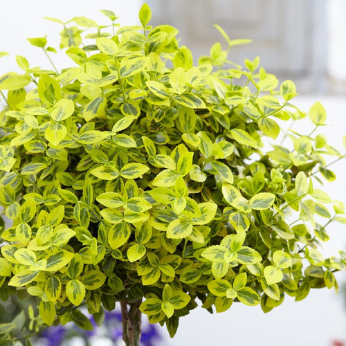 Patio Spindle Tree | Euonymus fortunei 'Emerald 'n Gold' Shrubs