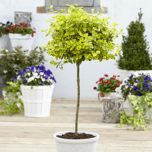 Patio Spindle Tree | Euonymus fortunei 'Emerald 'n Gold' Shrubs