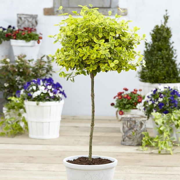 Patio Spindle Tree | Euonymus fortunei 'Emerald 'n Gold' Shrubs