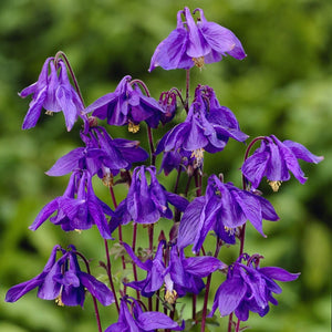 Alpine Columbine | Aquilegia alpina Perennial Bedding