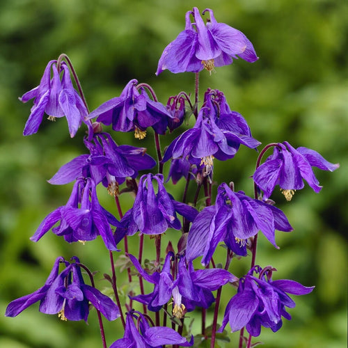 Alpine Columbine | Aquilegia alpina Perennial Bedding