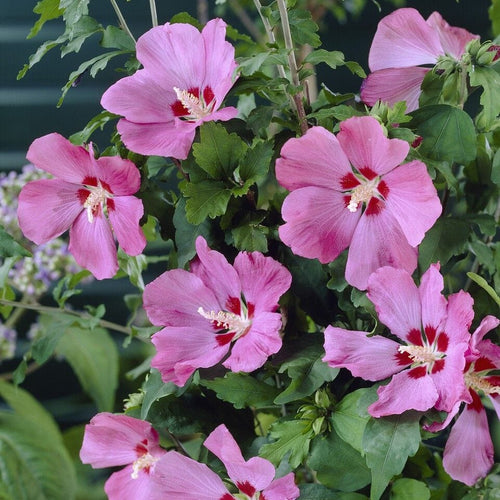 Hibiscus syriacus 'Woodbridge' Shrubs