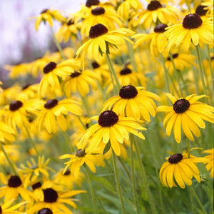 Rudbeckia 'Goldsturm' Perennial Bedding
