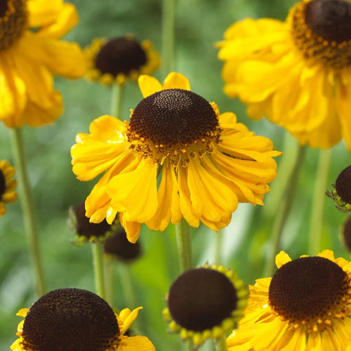 Sneezeweed | Helenium 'The Bishop' Perennial Bedding