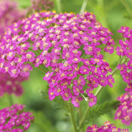Achillea 'Lilac Beauty' Perennial Bedding
