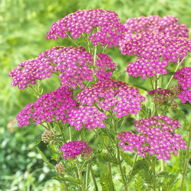 Achillea 'Lilac Beauty' Perennial Bedding