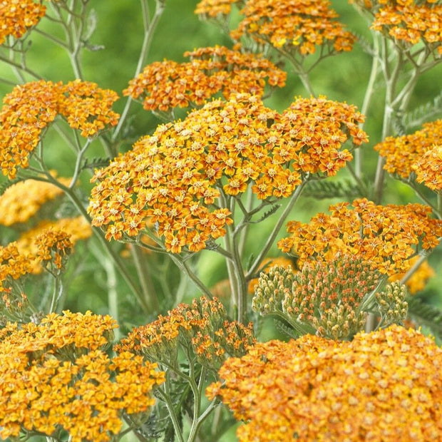 Achillea 'Terracotta' Perennial Bedding