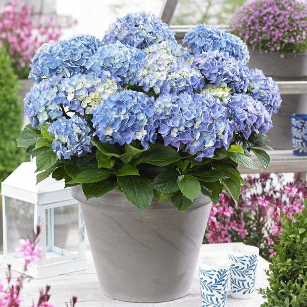 Hydrangea macrophylla 'Blue Ballad' Shrubs