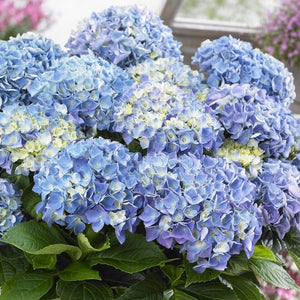 Hydrangea macrophylla 'Blue Ballad' Shrubs