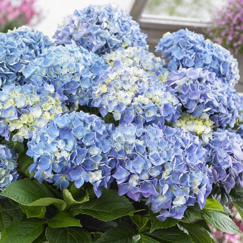 Hydrangea macrophylla 'Blue Ballad' Shrubs