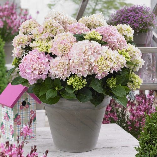 Premium Plant in a 5L Pot Shrubs