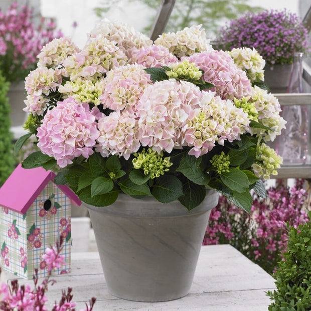 Premium Plant in a 5L Pot Shrubs