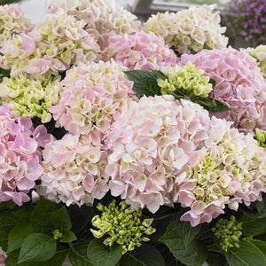 Premium Plant in a 5L Pot Shrubs