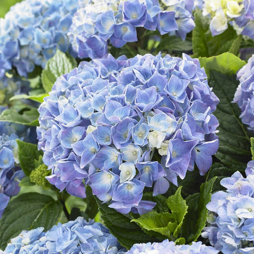 Hydrangea macrophylla 'Blue Ballad' Shrubs