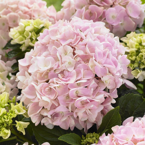 Premium Plant in a 5L Pot Shrubs