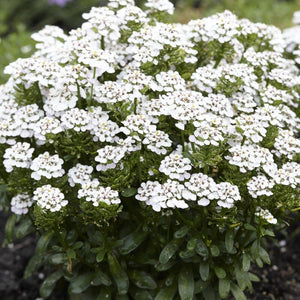 Iberis sempervirens 'Masterpiece' Perennial Bedding