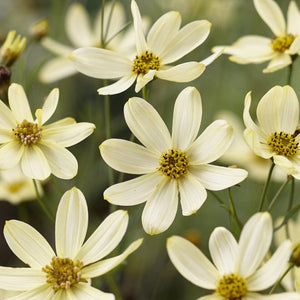 Coreopsis verticillata 'Moonbeam' Perennial Bedding