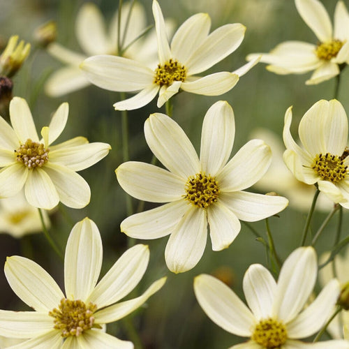 Coreopsis verticillata 'Moonbeam' Perennial Bedding