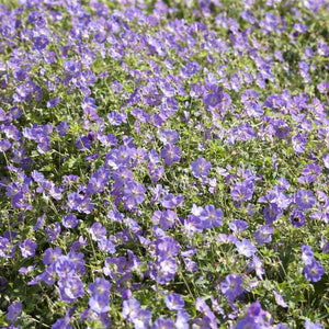 Geranium 'Johnson's Blue' Perennial Bedding