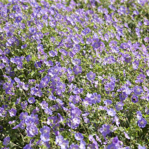 Geranium 'Johnson's Blue' Perennial Bedding