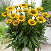 Echinacea 'SunSeekers Mellow'