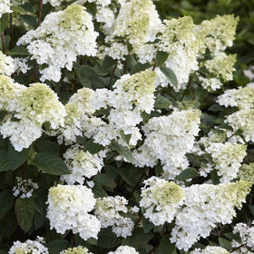 Hydrangea paniculata 'Sundae Fraise' Shrubs