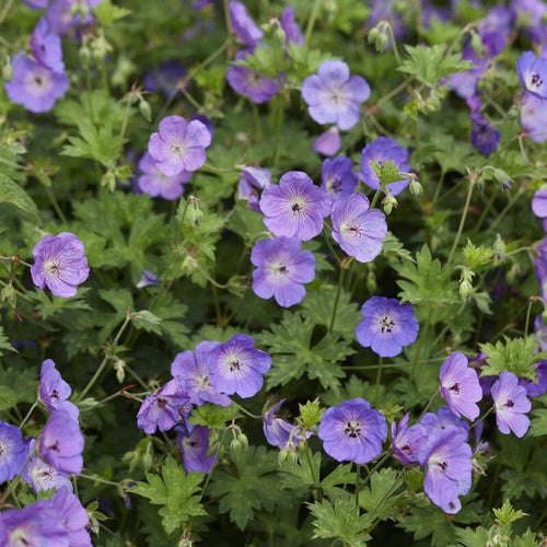 Geranium 'Johnson's Blue' Perennial Bedding