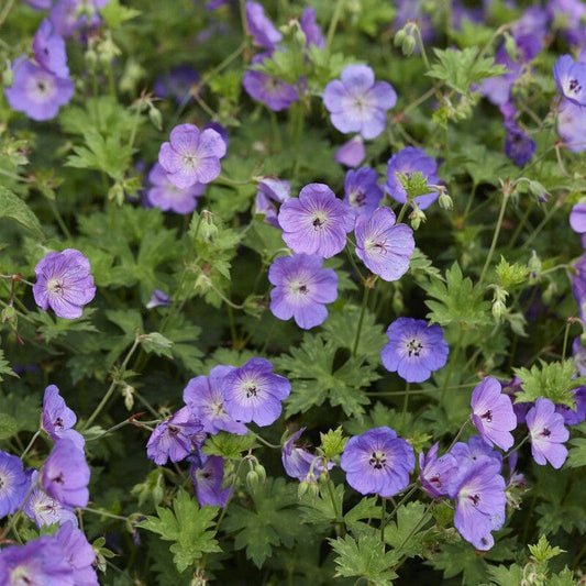 Geranium 'Johnson's Blue' Perennial Bedding