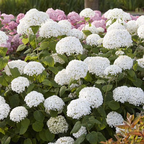 Hydrangea arborescens 'Strong Annabelle' Shrubs