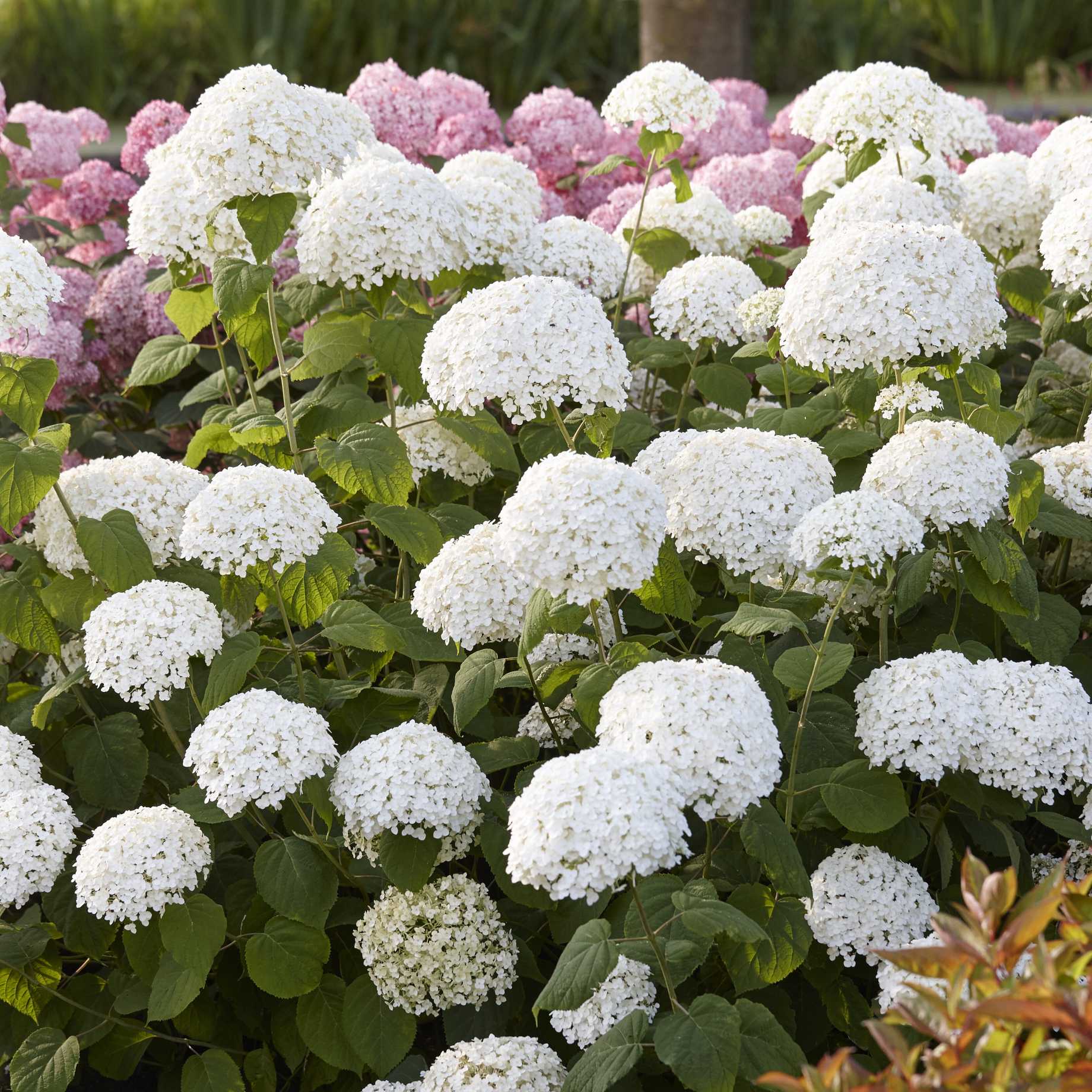 Hydrangea Arborescens Strong Annabelle Roots Plants Hydrangea Arborescens Strong Annabelle Roots Plants