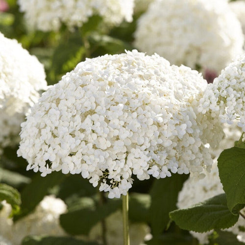 Hydrangea arborescens 'Strong Annabelle' Shrubs