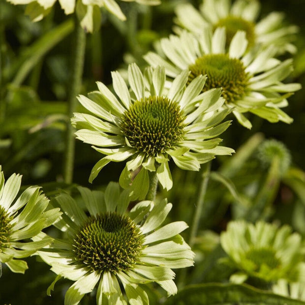 Echinacea 'Green Jewel' Perennial Bedding