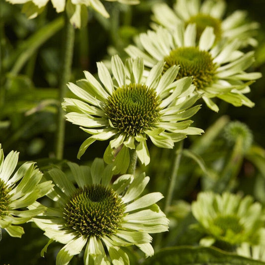 Echinacea 'Green Jewel' Perennial Bedding