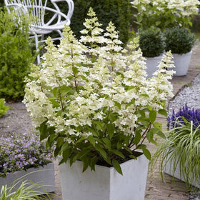 Hydrangea paniculata 'Confetti' Shrubs