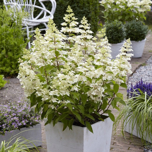 Hydrangea paniculata 'Confetti' Shrubs