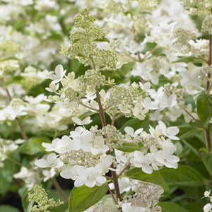 Hydrangea paniculata 'Confetti' Shrubs