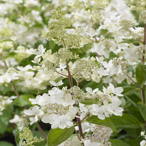 Hydrangea paniculata 'Confetti' Shrubs