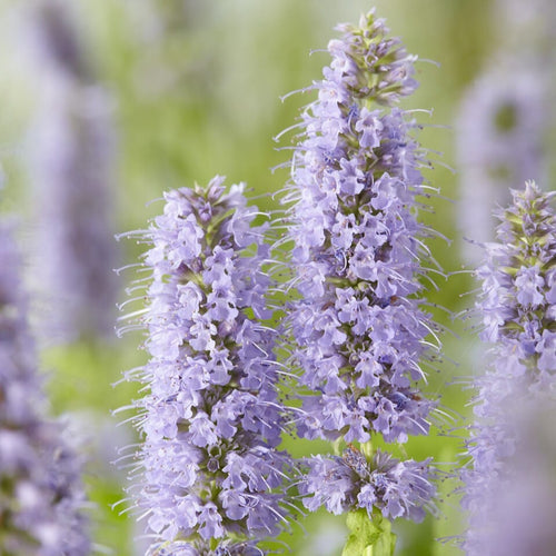 Agastache 'Blue Fortune' | Mexican giant hyssop Perennial Bedding