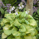 Hosta 'Guacamole' Perennial Bedding